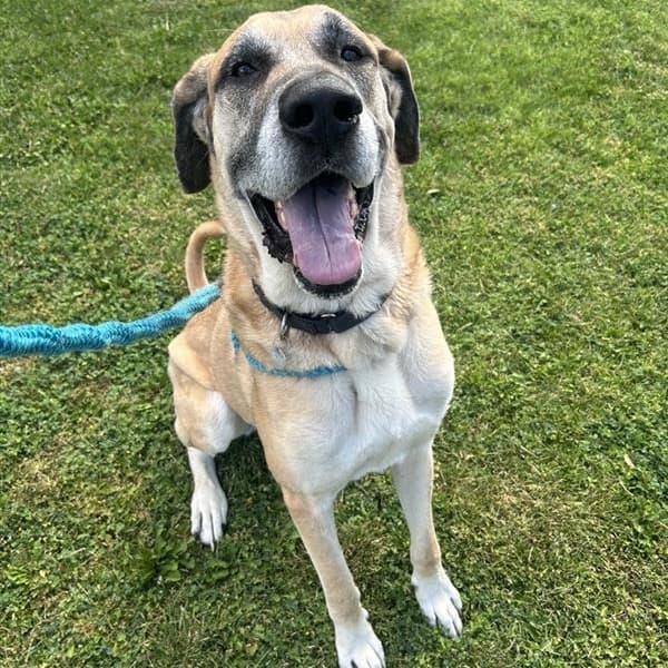 Pony, adoptable senior dog
