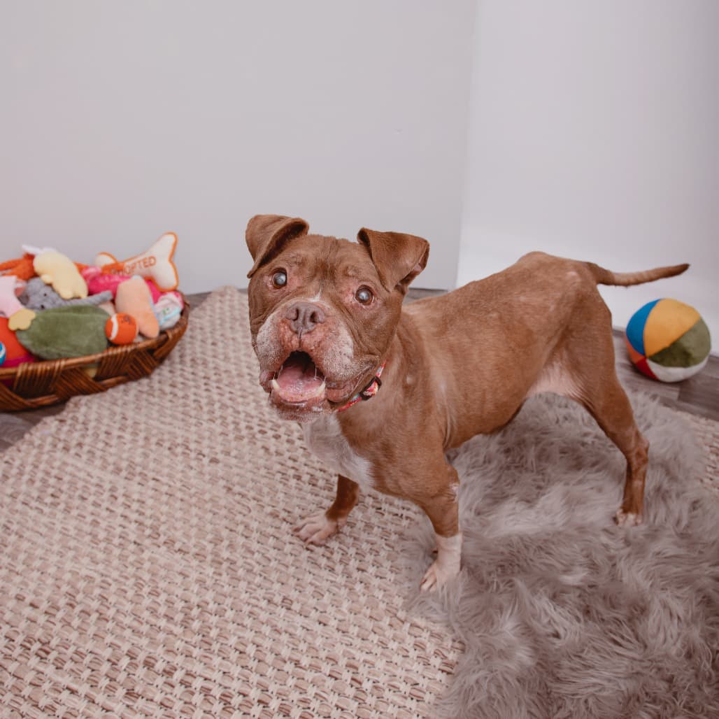 Eloise, adoptable senior dog
