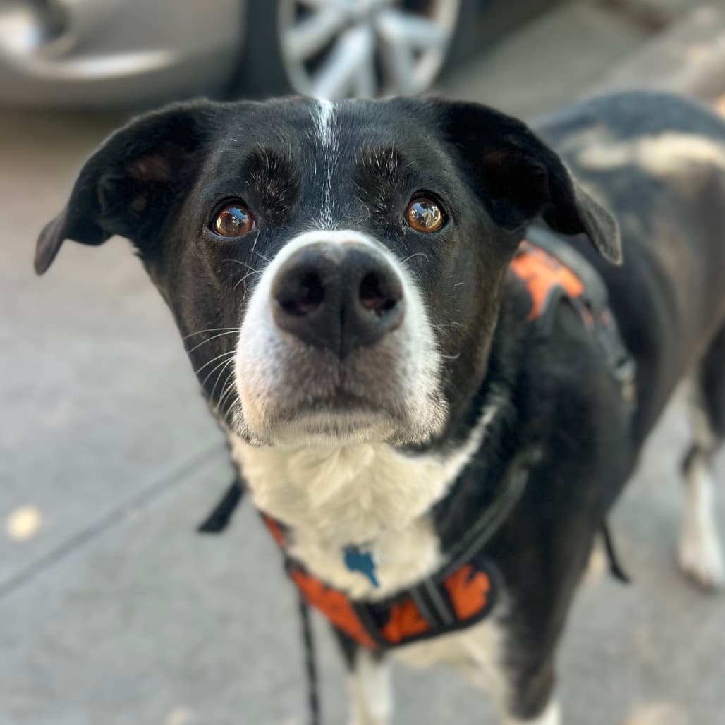 Koopa, adoptable senior dog
