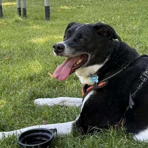 Koopa, photo 3
