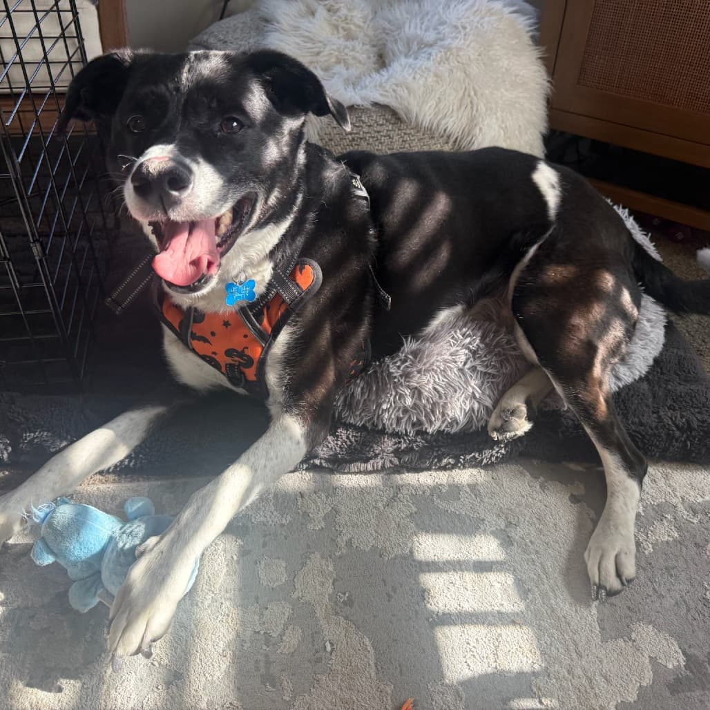 Koopa, photo 6