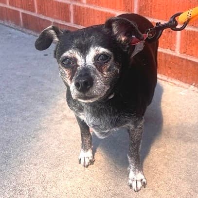 Baxter, adoptable senior dog