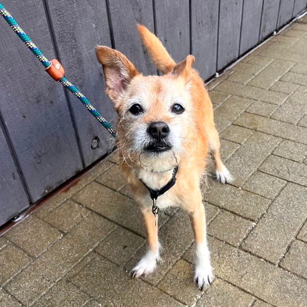Jake, adoptable senior dog