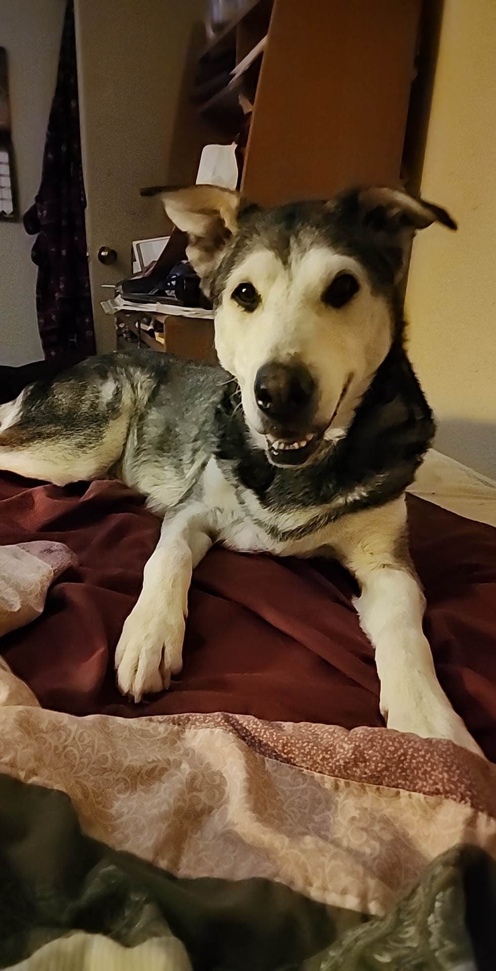 ROSIE, adoptable senior Siberian Husky in Kempner, TX