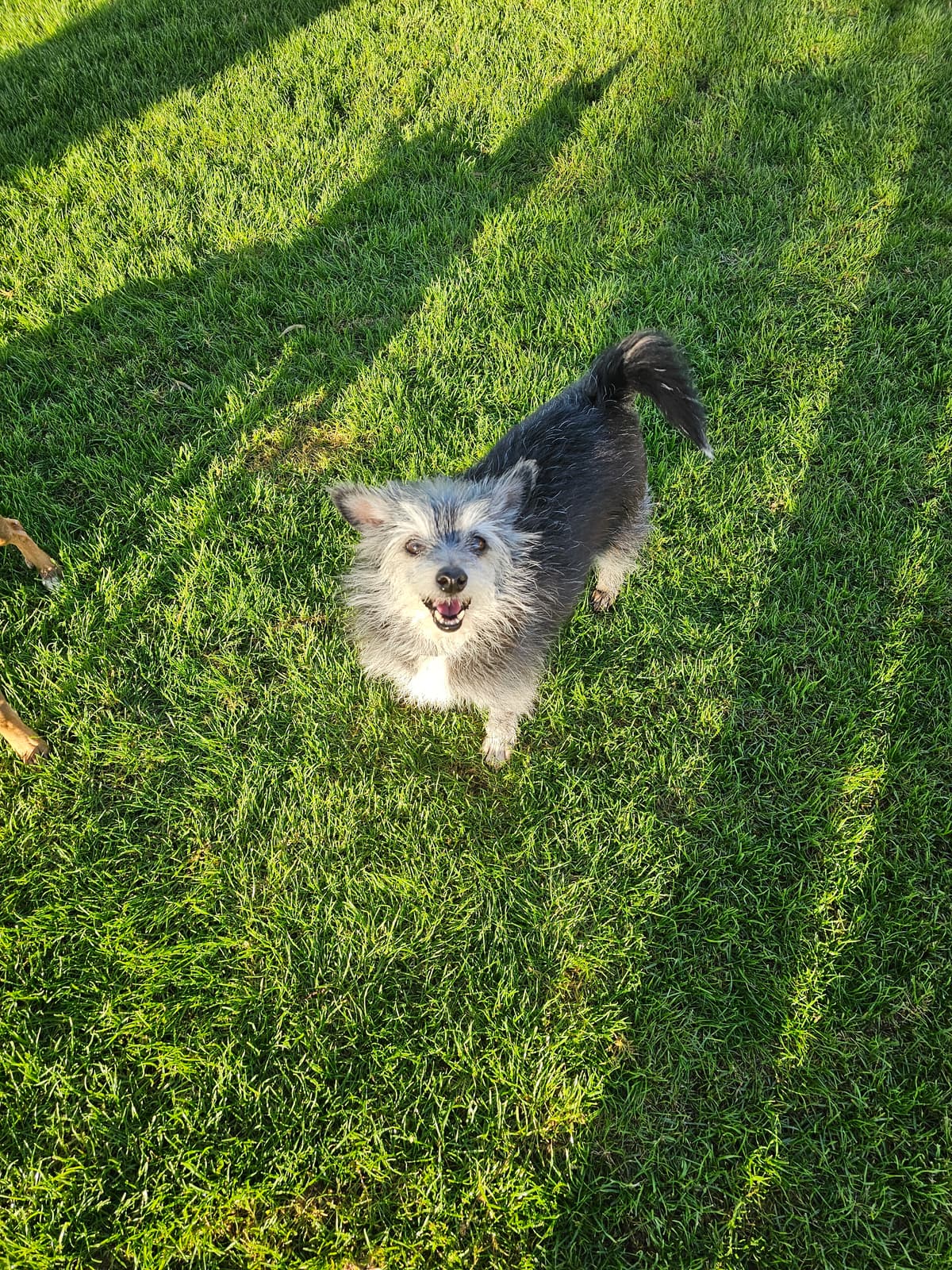 Selena, adoptable senior Cairn Terrier in Maricopa, AZ