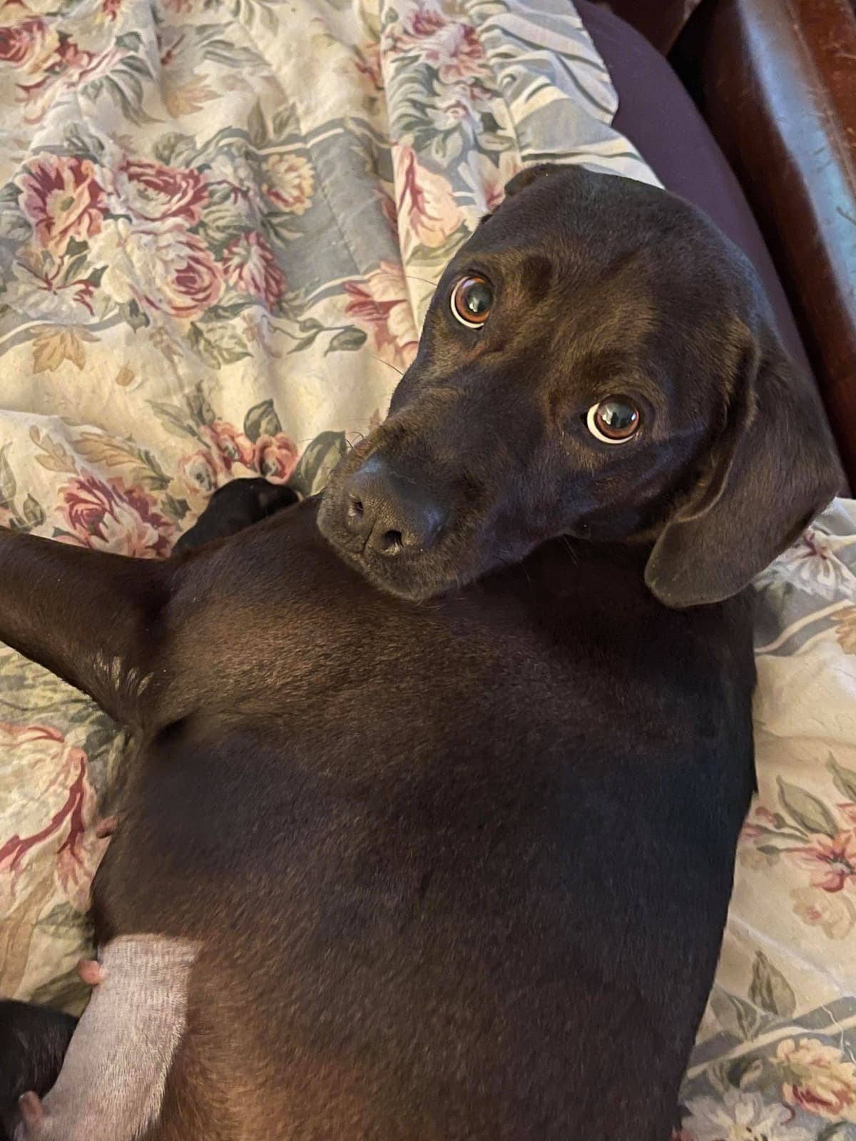 Dixie, adoptable senior American Pit Bull Terrier in Kempner, TX