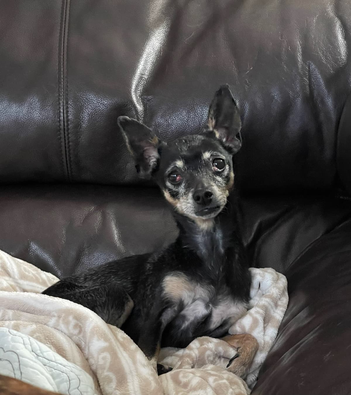 Grammy Rose, adoptable senior Chihuahua in Maricopa, AZ