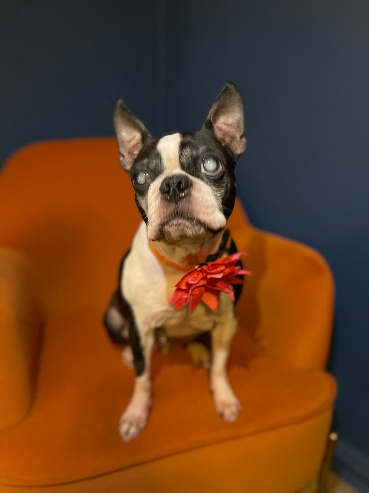 CHLOE, adoptable senior Boston Terrier in Brooklyn, NY