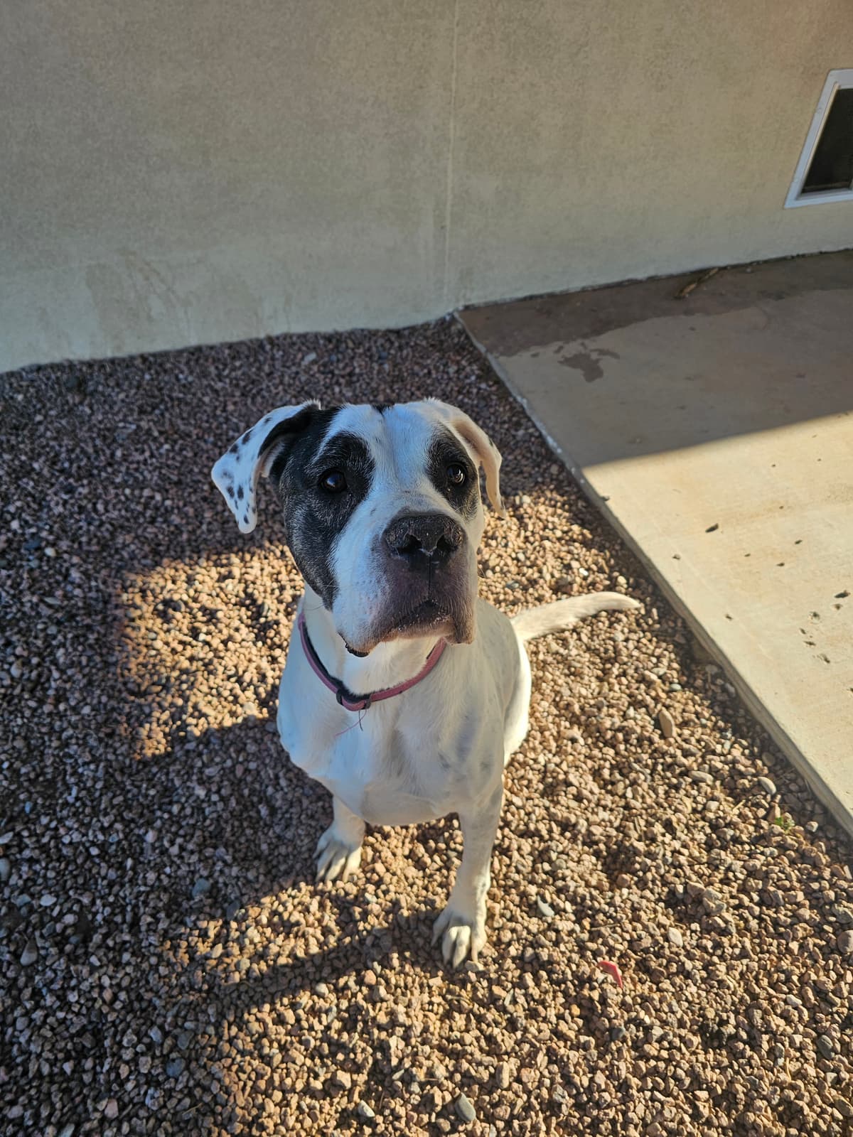 Bella, adoptable senior American Staffordshire Terrier / Great Dane in Maricopa, AZ