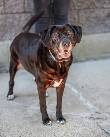 Mocha (East Campus - Waived Fee), adoptable senior dog