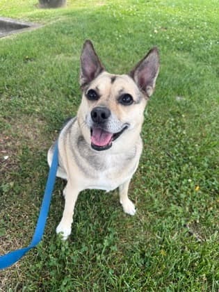 Nova (Main Campus - Waived Fee), adoptable senior dog