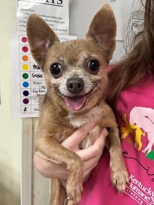 Rico (Main Campus - Waived Fee), adoptable senior dog