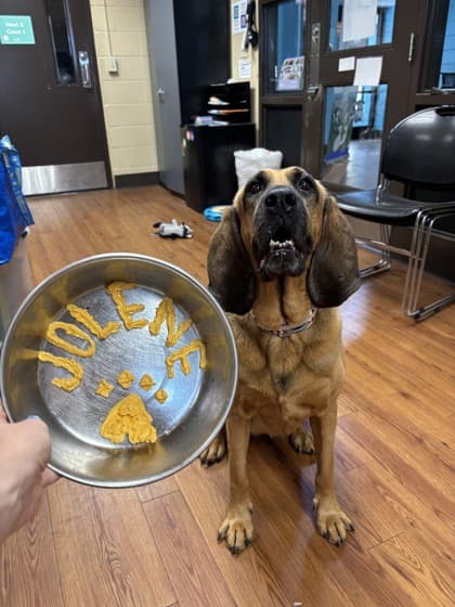 Jolene (Main Campus - Waived Fee), adoptable senior dog