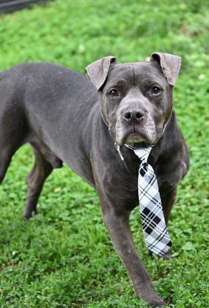 Big Gulp (Main Campus - Waived Fee), adoptable senior dog