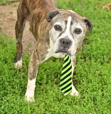 Tyga (In Foster- Waived Fee), adoptable senior dog