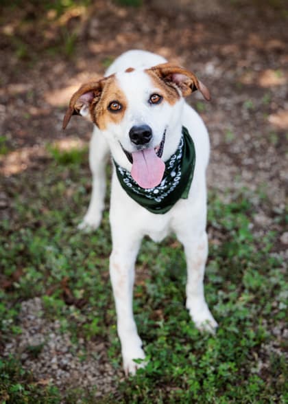 Mia (East Campus - Waived Fee), adoptable senior dog