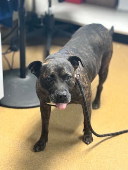 Taz (Main Campus - Waived Fee), adoptable senior dog