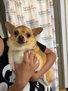 Pixie Stick (Main Campus - Waived Fee), adoptable senior Chihuahua, Short Coat/Mix in Louisville, KY