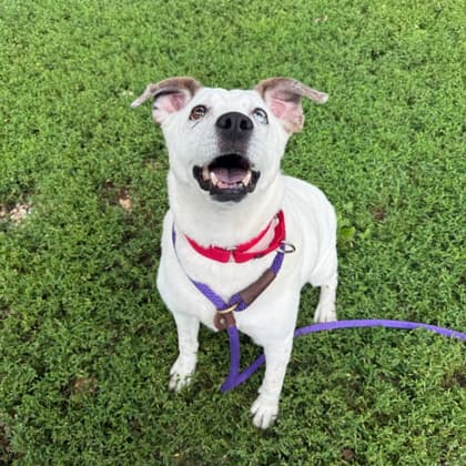 Kendall (Main Campus - Waived Fee), adoptable senior dog