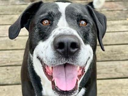 Shepard, adoptable senior Mixed Breed, Large (over 44 lbs fully grown) in Georgetown, TX