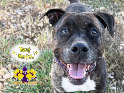 Mister, adoptable senior Mixed Breed, Large (over 44 lbs fully grown) in Georgetown, TX