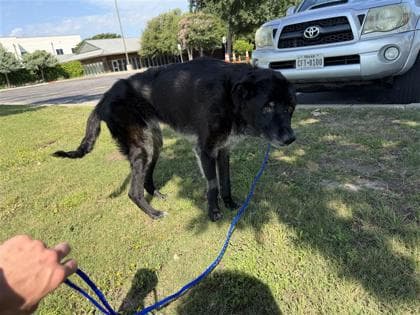 Olive, adoptable senior Retriever, Labrador/Mix in Georgetown, TX