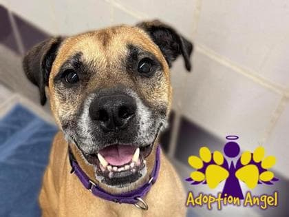 Atlas, adoptable senior Mixed Breed, Large (over 44 lbs fully grown) in Georgetown, TX