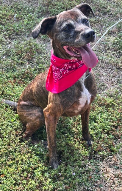 Dixie (Tina), adoptable senior dog