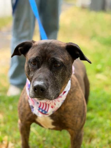 Shyla, adoptable senior dog