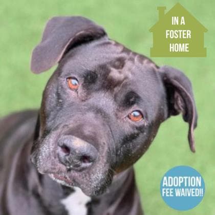 Rue, adoptable senior Terrier, American Staffordshire/Mix