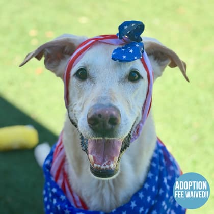 Spirit, adoptable senior Retriever, Labrador/German Shepherd