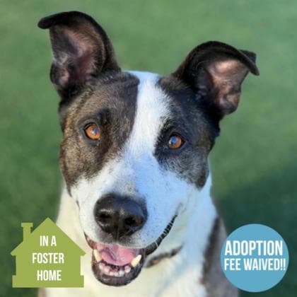 Joy, adoptable senior Terrier, American Pit Bull/German Shepherd