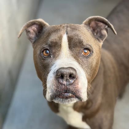 Mackie, adoptable senior Terrier, American Pit Bull/Mix