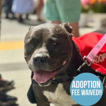 Stella, adoptable senior Terrier, American Pit Bull/Terrier, American Pit Bull