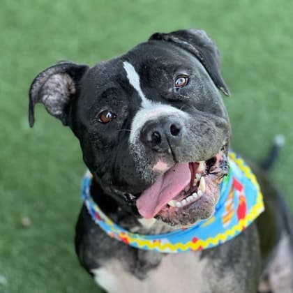 Bernard, adoptable senior Terrier, American Staffordshire/Mix
