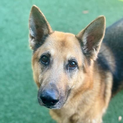 Cookie, adoptable senior German Shepherd/Mix