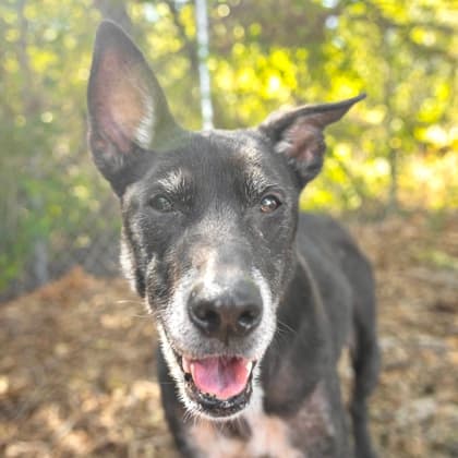 Jade, adoptable senior Mixed Breed, Large (over 44 lbs fully grown)/Mix
