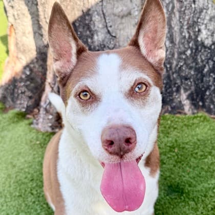 Cypress, adoptable senior Mixed Breed, Large (over 44 lbs fully grown)/Mix