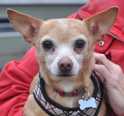 Soldier, adoptable senior Chihuahua, Short Coat/Mix in Libertyville, IL