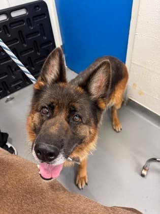 Luna, adoptable senior German Shepherd/Mix