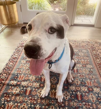Molly, adoptable senior Mixed Breed, Large (over 44 lbs fully grown)/Hound