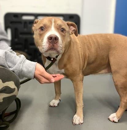 Miss Meatball, adoptable senior Terrier, American Pit Bull/Mix