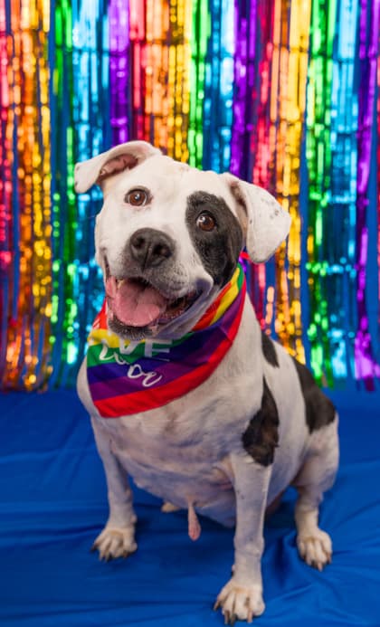 Cowbella, adoptable senior dog