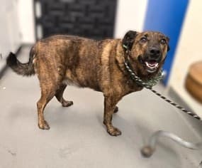 Jax, adoptable senior Retriever, Labrador/Mix