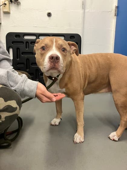 Miss Meatball, adoptable senior dog
