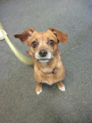 Jinny, adoptable senior Chihuahua, Long Coat/Terrier in Lexington, KY