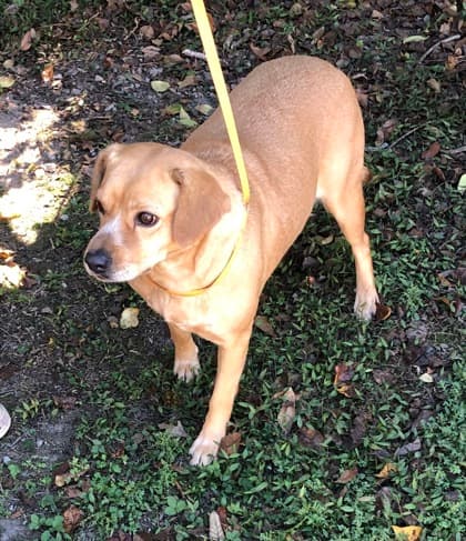 Cinnamon, adoptable senior Retriever, Labrador/Mix in Mobile, AL