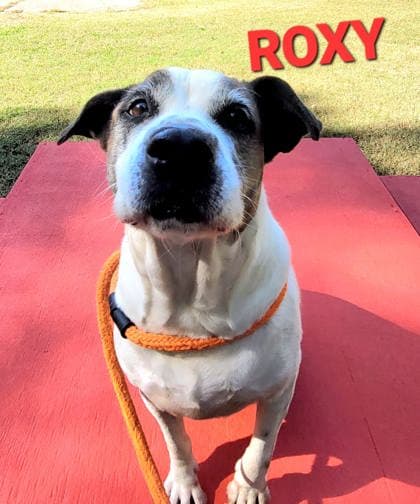 Roxy, adoptable senior Hound/Mix