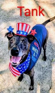 Tank, adoptable senior Retriever, Labrador/Terrier, Pit Bull