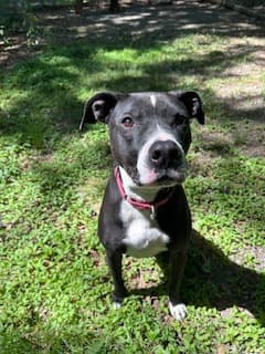 Turbo, adoptable senior Retriever/Mix